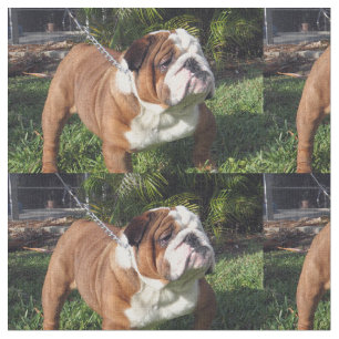 Tissu bouledogue full.png