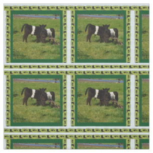 Tissu Calves De Galloway Belted Dans Le Pays,