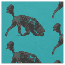 Chien d'eau portugais - Voie / Parcours Turquois 3