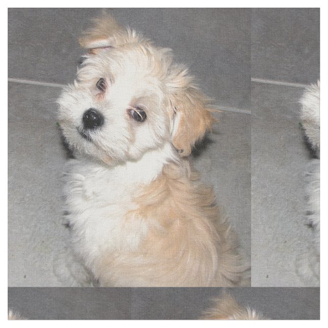 Tissu Chiot de délivrance de Havanese (Fermer)