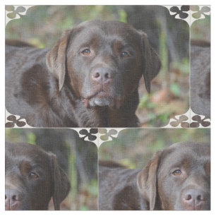 Tissu Chocolat adorable labrador retriever