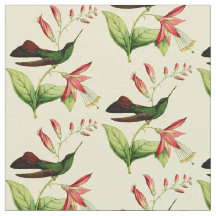 Colibri de Plumeleteer coupé la queue par bronze