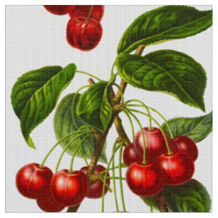 Tissu Copie botanique vintage de cerises sur le blanc
