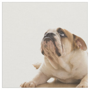 Tissu de chiot de bouledogue