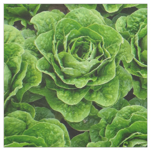 Tissu de photo de champ de laitue de Romaine