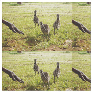 Tissu Emu Chicks Avec Emu Big Foot