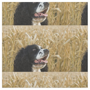 Tissu épagneul de springer anglais dans wheat.png