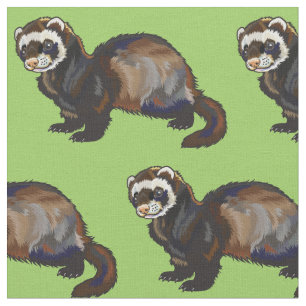 Tissu ferret (Mustela putorius furo)