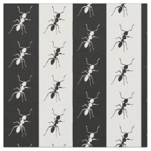 Fourmis rayées, noires et blanches