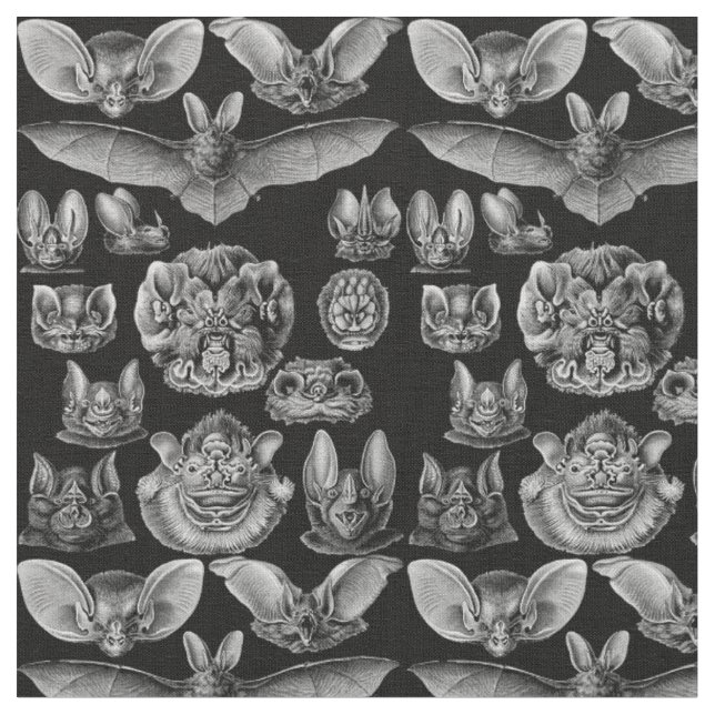 Tissu Haeckel Chiroptera 1904 (Fermer)