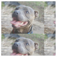 Happy Staffordshire Bull Terrier,