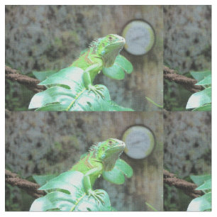 Tissu iguane vert
