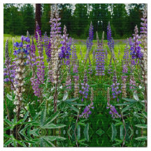 Lupines