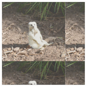 Tissu Modèle en nature : Posing Meerkat blanc pour camér