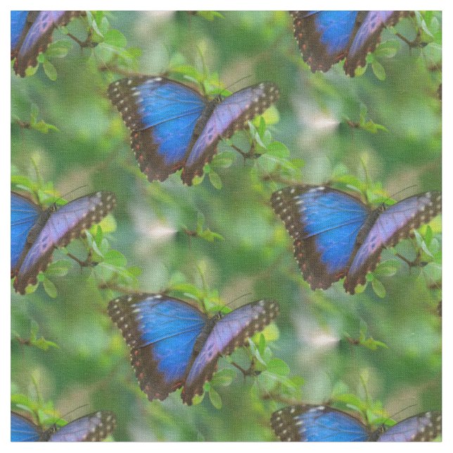 Tissu Papillon bleu (Fermer)