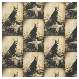 Tissu Photo vintage de Pinscher de dobermann vieille
