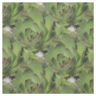 Tissu Poules et poulets Succulents Motif de la nature