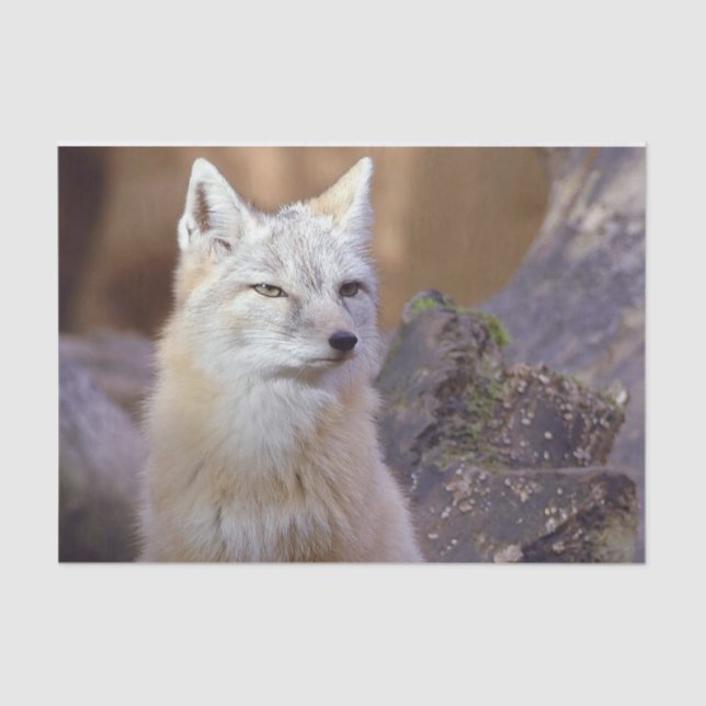 Tissue Paper Corsac Fox (Front)