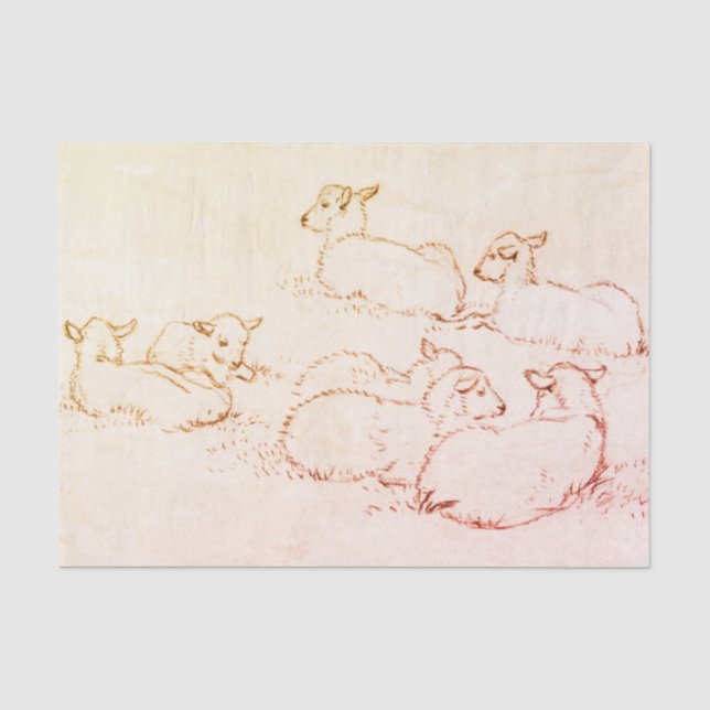 Tissue Paper LAMBS CUSTOMIZABLE (Front)