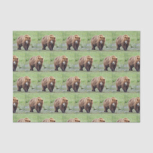 Tissue Paper of grizzly bear