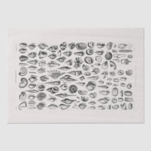 TISSUE PAPER : OLIVER GOLDSMITH : CONCHOLOGY