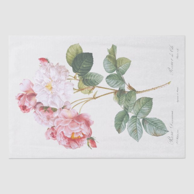 TISSUE PAPER : PIERRE'JOSEPH REDOUTÉ : ROSEBUSH (Front)