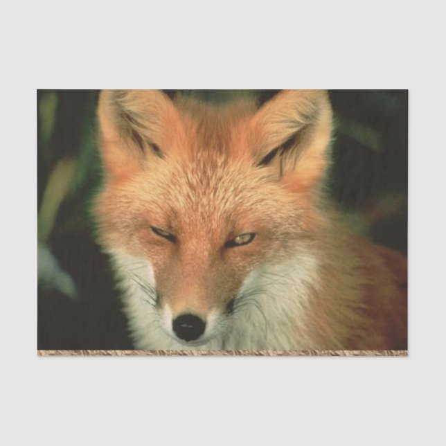 Tissue Paper Red Fox (Front)