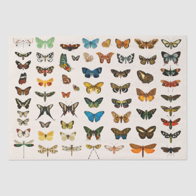 TISSUE PAPER : VINTAGE BUTTERFLY CHART (Front)
