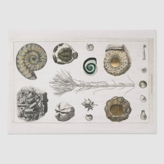 TISSUE PAPER : VINTAGE FOSSIL CHART : GOLDSMITH (Front)
