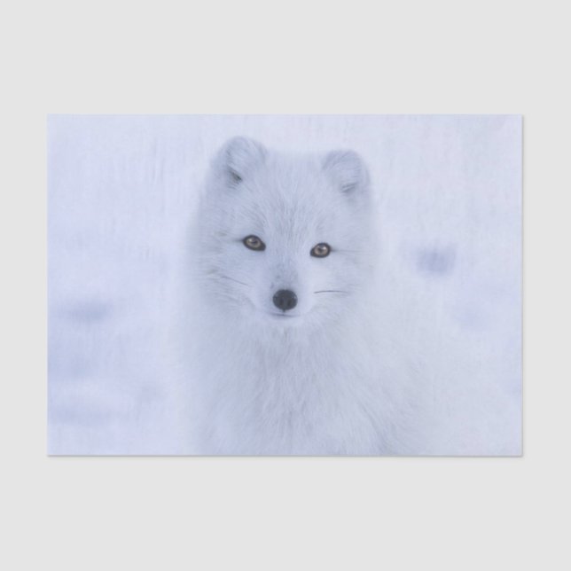 Tissue Paper White Fox (Front)