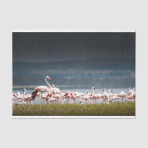 Tissue Paper with Image of Flamingos