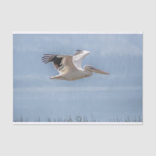 Tissue Paper with Image of Pelican in Flight (Front)