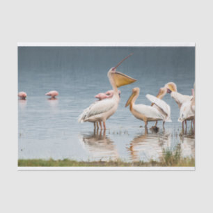 Tissue Paper with Image of Pelicans Chatting