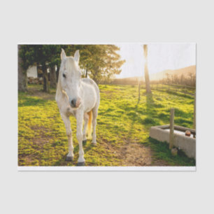 Tissue Paper with Image of White Arabian Horse