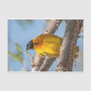 Tissue Paper with Image of Yellow Weaver Bird