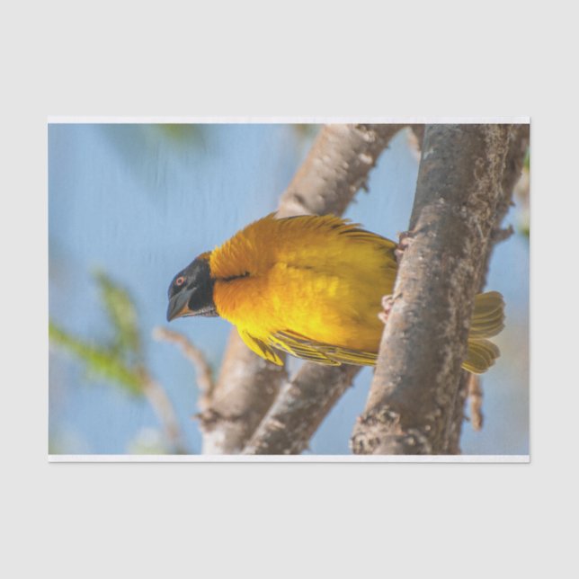 Tissue Paper with Image of Yellow Weaver Bird (Front)