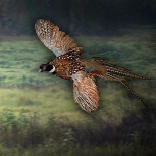 TITLE : " PHESANT LOOKING FOR PREY : POSTER