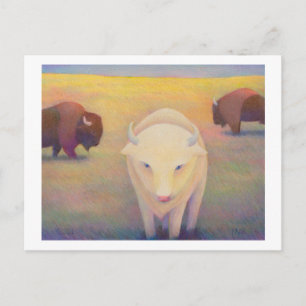 Titled:  Uncommon - sacred white buffalo Postcard