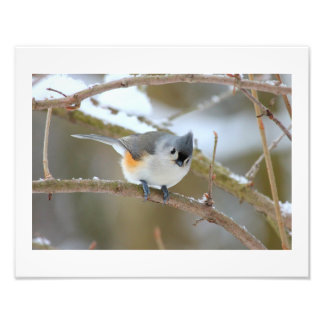 Titmouse Photo Print
