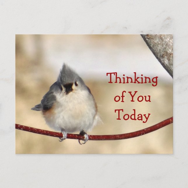 Titmouse Postcard blank- customize any occasion (Front)