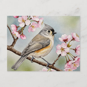 Titmouse, Sakura, Spring Postcard