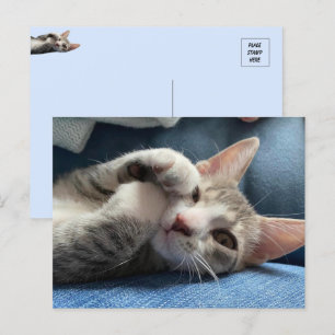 Tito Bandito The Cutest Kitten / Cat Postcard