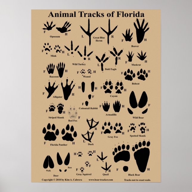Titres animaux de Floride Poster (Moyen) (Devant)