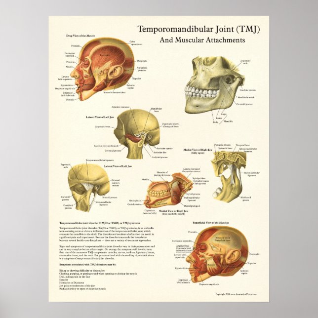 TMJ Anatomy and Muscular Attachments Poster (Front)