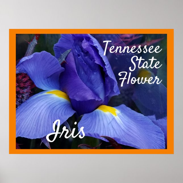 TN Iris Poster Tennessee State Flower (Front)
