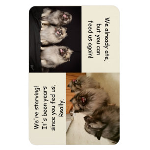 To Feed or Not to Feed Is the Question Magnet
