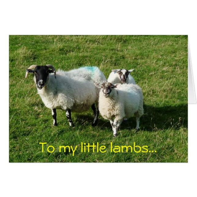 To my little lambs... (Front Horizontal)