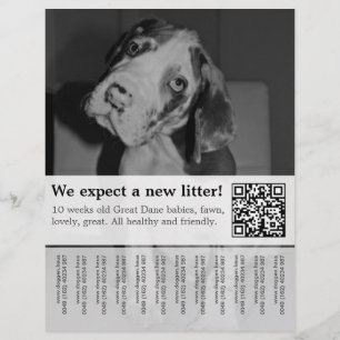 To sell Black White Puppies Flyer