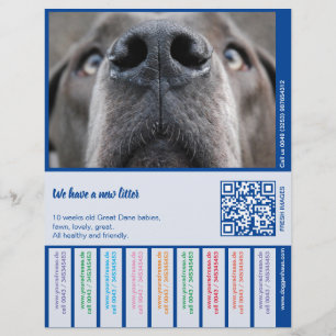 To sell Dane Puppies colorfull Letterhead