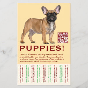 To sell Frenchies Puppy Flyer